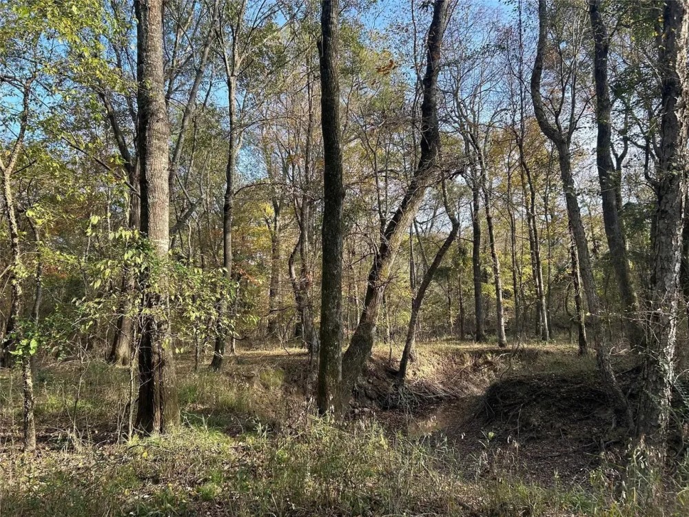 TBD County Road 1415 Bogata TX 75416 featured image