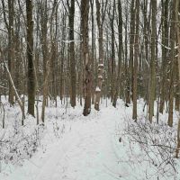 4 acres Hunting Land and Recreational Land in Wolcott NY 8424 Route 104A