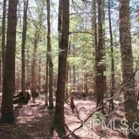 Michigan 80 Acre Property 50162405 images 4
