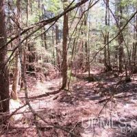 Michigan 80 Acre Property 50162405 images 5