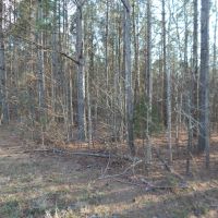 MLS 21869740 72 Acres Highway 431 Heflin AL 36264 images 4