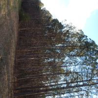 MLS 21869740 72 Acres Highway 431 Heflin AL 36264 images 5