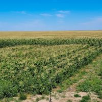 Melcher Irrigated Farm For Sale images 3