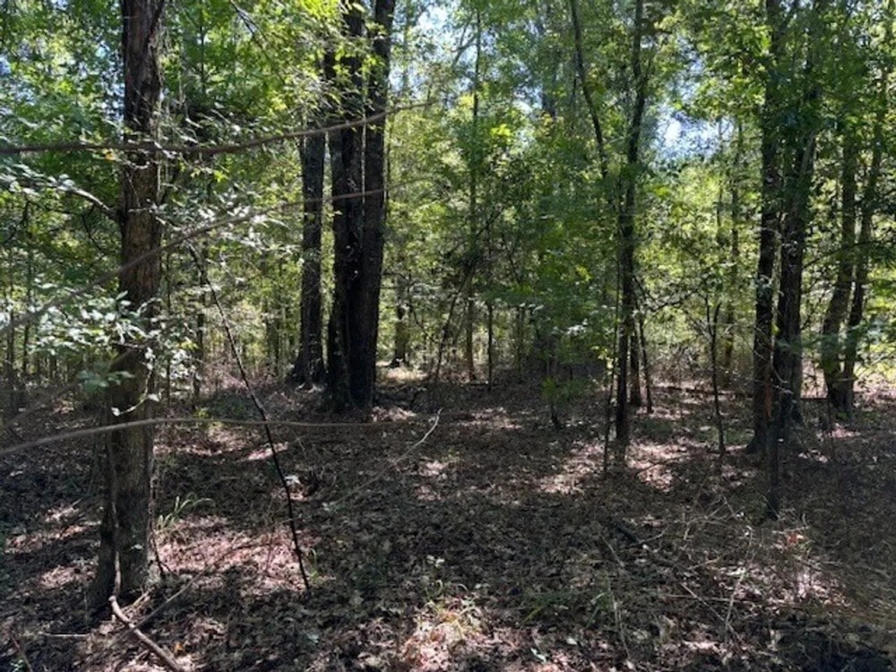145 Acres Jefferson County Hunting Land Timber Investment featured image