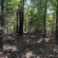 145 Acres Jefferson County Hunting Land Timber Investment