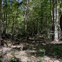 145 Acres Jefferson County Hunting Land Timber Investment images 2