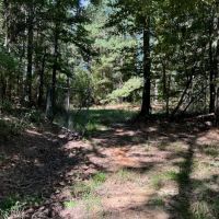 145 Acres Jefferson County Hunting Land Timber Investment images 3