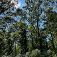 145 Acres Jefferson County Hunting Land Timber Investment images 4