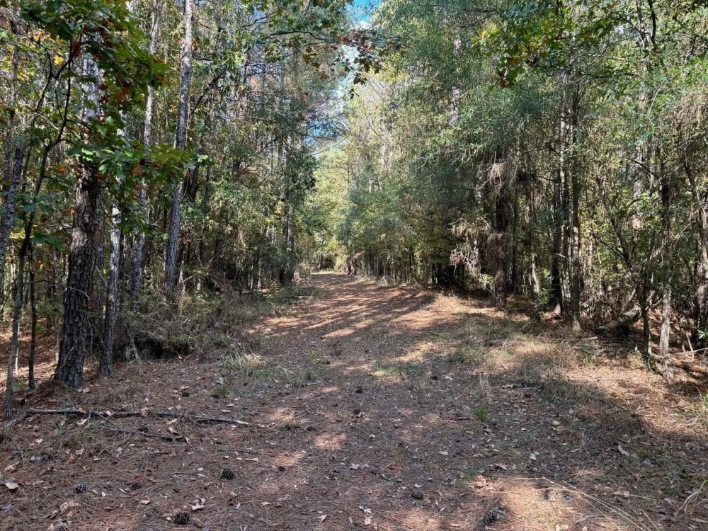 42 Acres Franklin County Hunting Land Timber Investment featured image