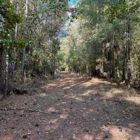 42 Acres Franklin County Hunting Land Timber Investment