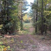 42 Acres Franklin County Hunting Land Timber Investment images 4