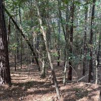 42 Acres Franklin County Hunting Land Timber Investment images 5