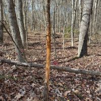 8.10 acre wooded tract in Grundy County Tennessee images 3