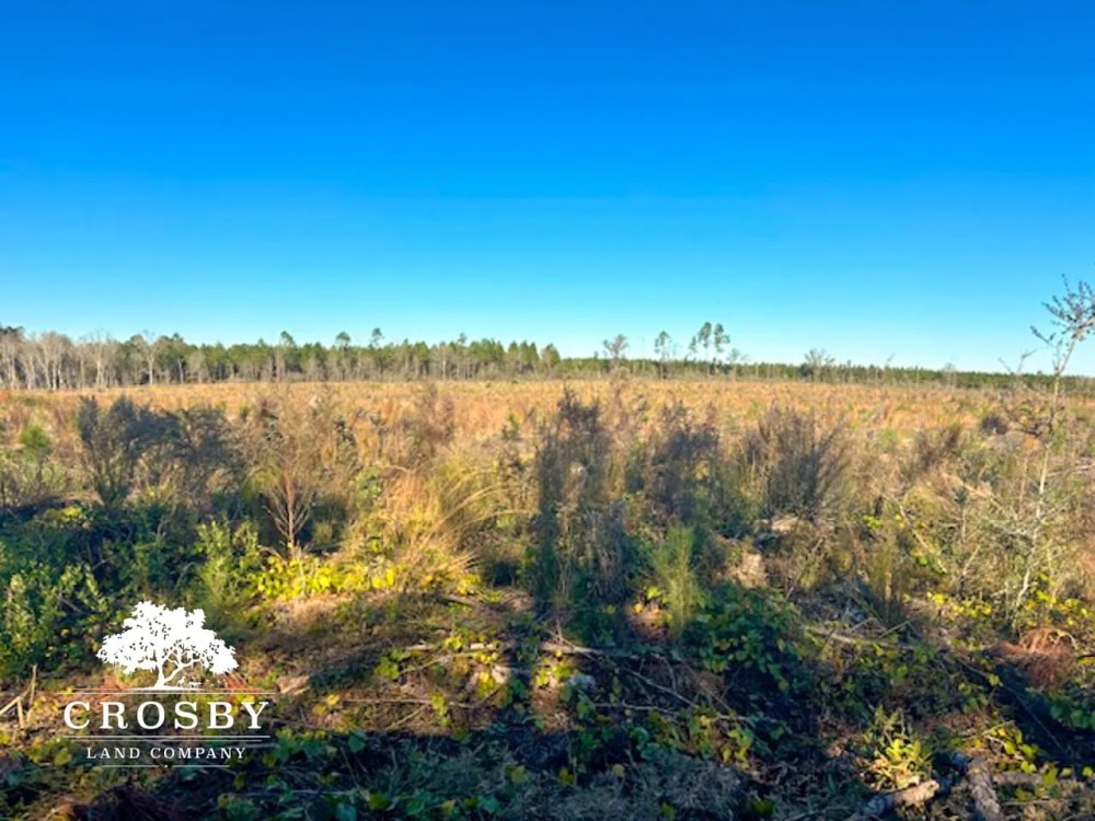 Golden isles Tract featured image