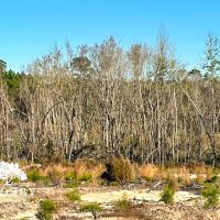 Golden isles Tract images 3