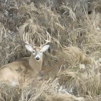 Hunting Land for Sale in Adams County Wisconsin