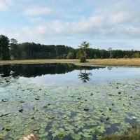 19.42 Acres located on Lee Road in Franklinton LA images 3