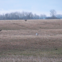 Buena Vista Wildlife Area 12,790 Acres of turkey Hunting land in Portage Wi images 4