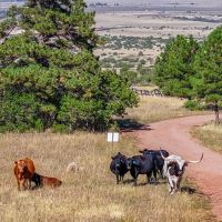 Trinity Ranch images 5