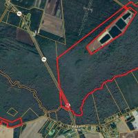 275-Acre Timberland for Sale in Tyrrell County NC images 1