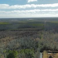 275-Acre Timberland for Sale in Tyrrell County NC images 5
