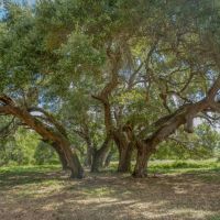 Cedar Hill Ranch images 1