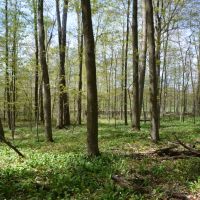 Quality wooded hunting building parcel Shawano County images 5