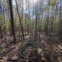 202.43 Acres in Attala County MS images 4