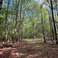 36 Acres in Yalobusha County MS images 3