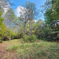 36 Acres in Yalobusha County MS images 4