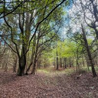 36 Acres in Yalobusha County MS images 5