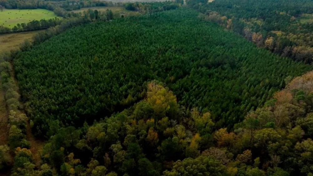 Water Oak Farm - Tract 7 featured image