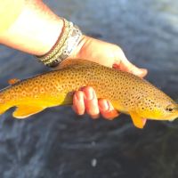Needle Creek Ranch images 2