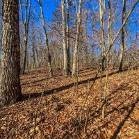 Prussia Rd - 5 acres - Pike County images 3