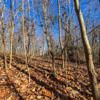 Prussia Rd - 5 acres - Pike County images 4