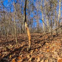 Prussia Rd - 5 acres - Pike County images 5
