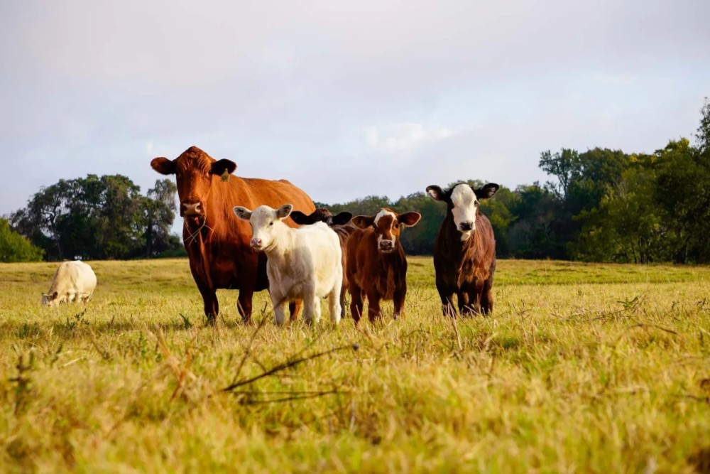 Long Hollow Ranch featured image