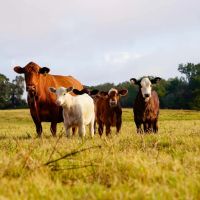 Long Hollow Ranch images 1