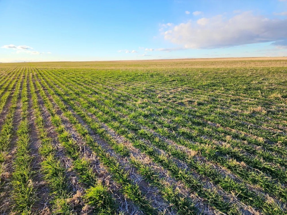 Quarter Section of Nearly 100 Tillable Cropland in Phillips County featured image