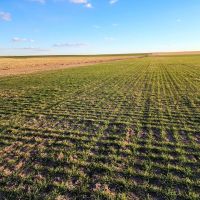 Quarter Section of Nearly 100 Tillable Cropland in Phillips County images 2