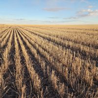 Quarter Section of Nearly 100 Tillable Cropland in Phillips County images 3