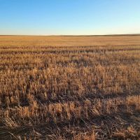 Quarter Section of Nearly 100 Tillable Cropland in Phillips County images 4