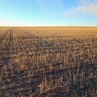 Quarter Section of Nearly 100 Tillable Cropland in Phillips County images 5