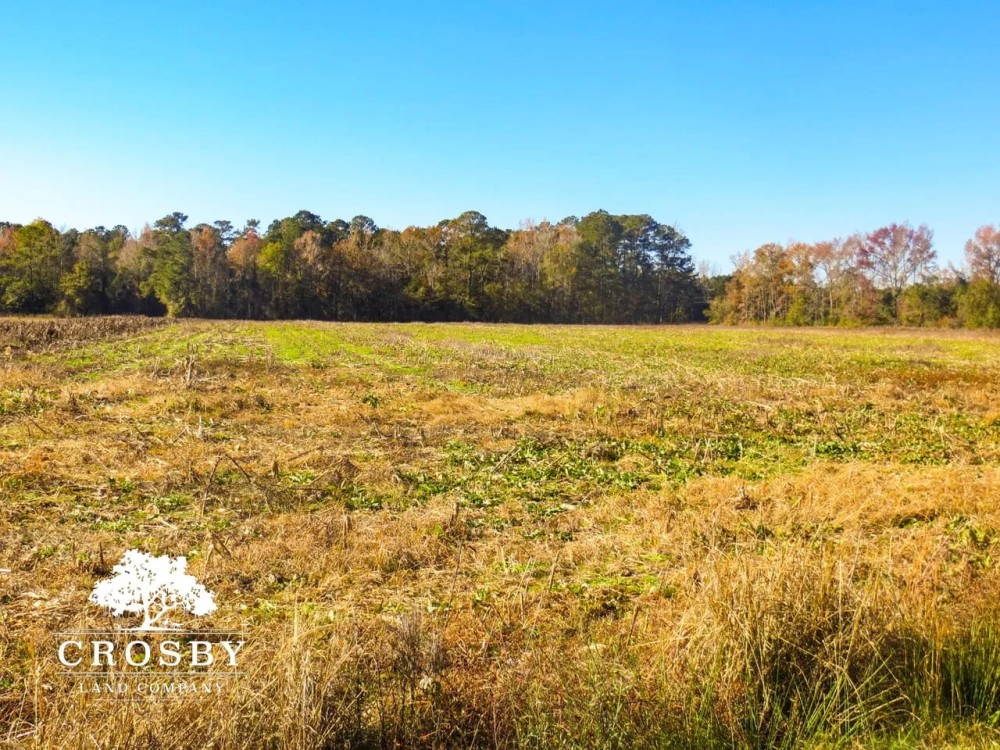 Timmons Tract featured image