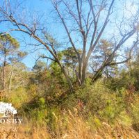 Timmons Tract images 2