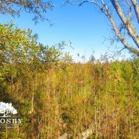Timmons Tract images 5