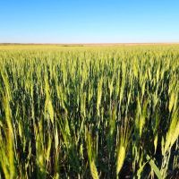 Kimball County Cropland Investment Opportunity With Paved Highway Frontage images 2