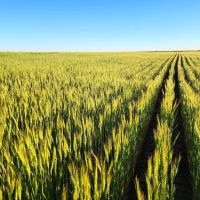 Kimball County Cropland Investment Opportunity With Paved Highway Frontage images 4