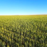 Kimball County Cropland Investment Opportunity With Paved Highway Frontage images 5