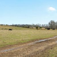 529 Acre Riverfront Resort images 4